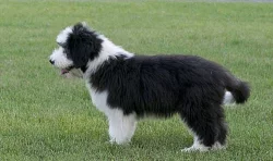 Bearded collie - 2 štěňátka (holčička a kluk) s PP
