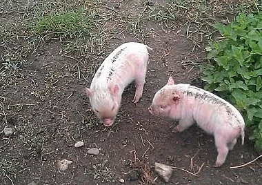 Prodám selátka čínského vepře