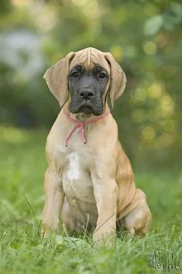 Německá doga žlutá - štěňata