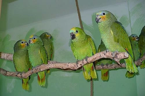 Ochočený Amazoňan oranžovokřídlý