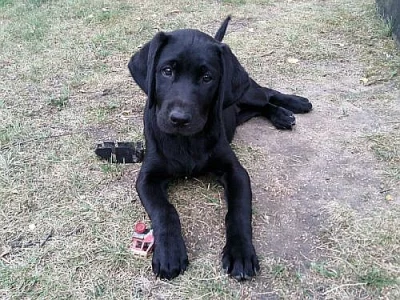 Čistokrevná štěňata Labradorského retrívra bez PP