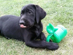 Čistokrevná štěňata Labradorského retrívra bez PP