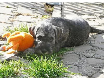 Knírač střední pepř a sůl - štěňata