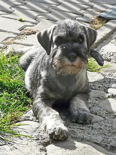 Knírač střední pepř a sůl - štěňata