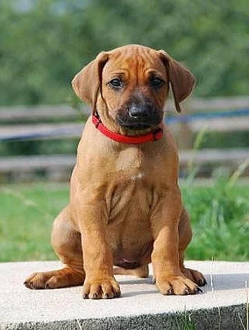 Rhodéský Ridgeback - štěňátka s PP ihned k odběru