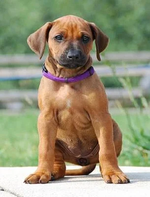 Rhodéský Ridgeback - štěňátka s PP ihned k odběru