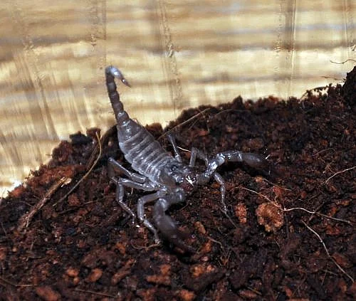 Pandinus imperátor