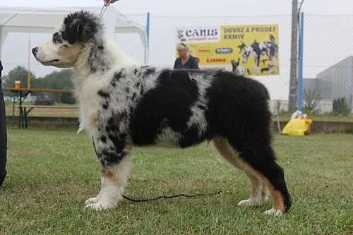 Australský ovčák nádherná štěňátka s PP FCI