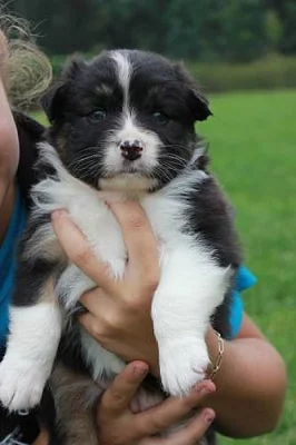 Australský ovčák nádherná štěňátka s PP FCI