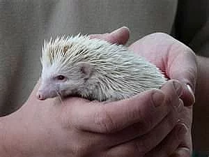 Prodám samičku ježka