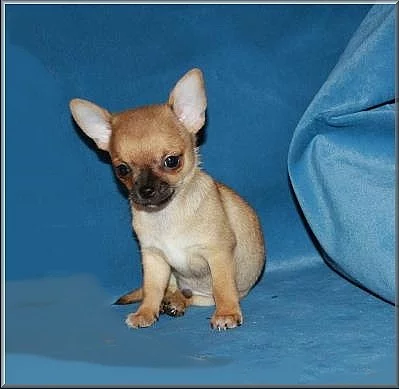 Čivava krátkosrstá