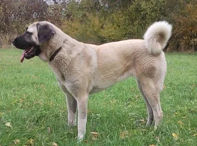 Anatolský pastevecký pes