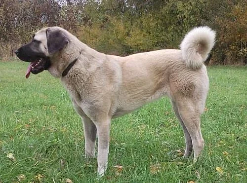 Anatolský pastevecký pes