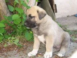 Anatolský pastevecký pes