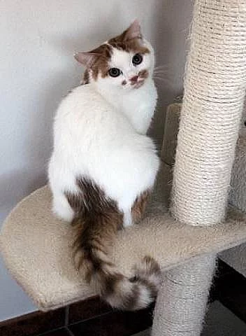 Britská krátkosrstá koťátka s PP