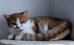 Britská krátkosrstá koťátka s PP