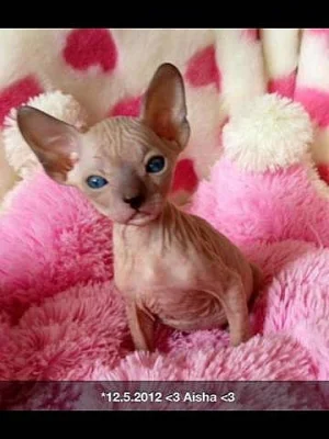 Koťátka Don Sphynx na prodej