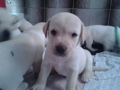 Štěňátka Labradorského retrívra