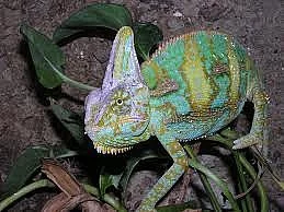 Chemeleon Jemenský samec