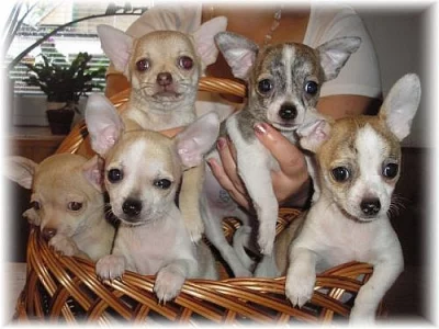 Čivava krátko i dlouhosrstá