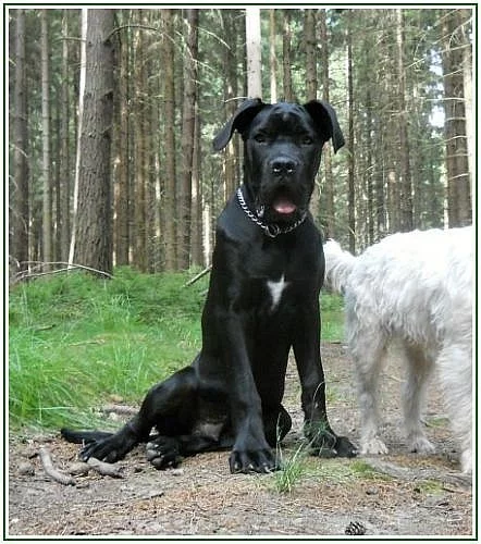 Bandog s PP