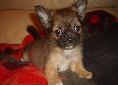 Čivava - koupím IHNED i křiženečky čivaviček