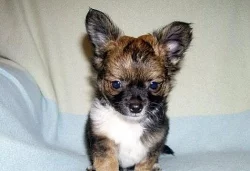 Čivava - koupím IHNED i křiženečky čivaviček