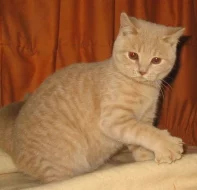 Britská rozmazlená koťátka ihned k odběru!