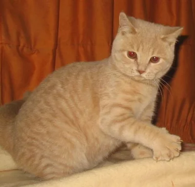 Britská rozmazlená koťátka ihned k odběru!