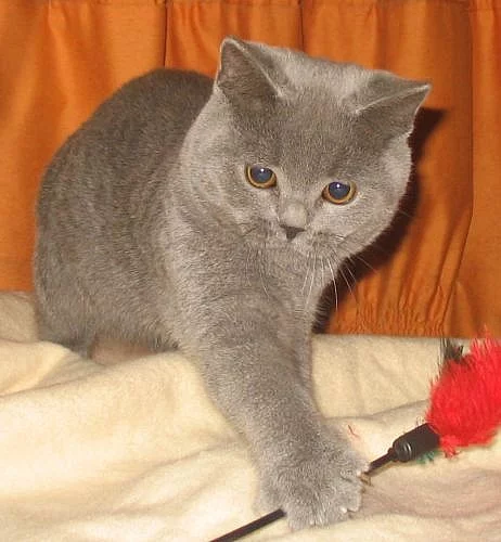 Britská rozmazlená koťátka ihned k odběru!