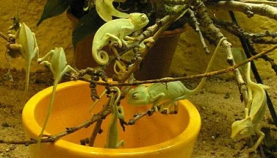 Chameleon jemenský