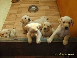 Štěňata Labradorského Retrívra
