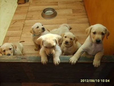 Štěňata Labradorského Retrívra