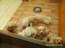 Štěňata Labradorského Retrívra