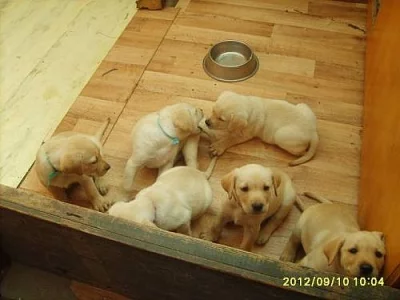 Štěňata Labradorského Retrívra