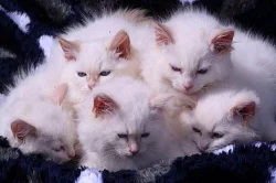 ragdoll - hadrová panenka