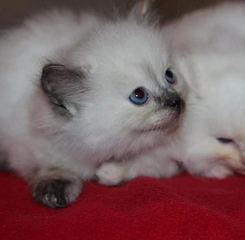 ragdoll - hadrová panenka