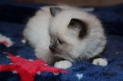 ragdoll - hadrová panenka