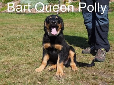 Štěňata Hovawartů s PP