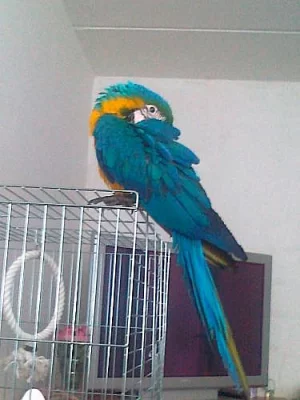 papošek ARA ararauna