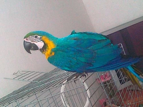 papošek ARA ararauna