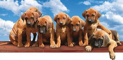 Rhodéský ridgeback - štěňata