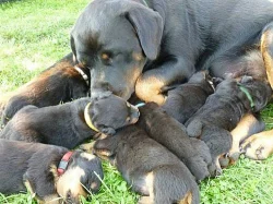 Rotvajler štěňátka