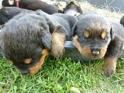 Rotvajler štěňátka