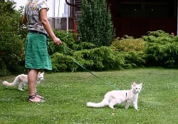 Mainská mývalí