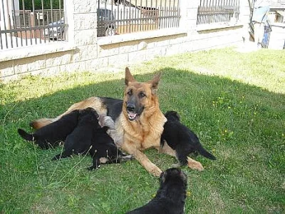 Prodám štěňata- fenky- Německý ovčák bez PP