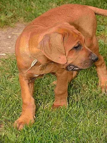 Tosa inu - super cena