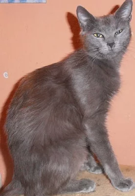 Krásná ruská modrá