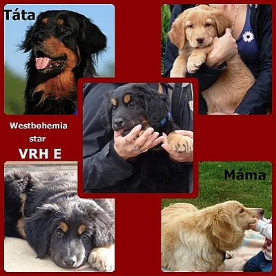 Hovawart štěňata s pp odběr ihned