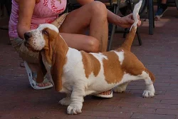 Basset hound